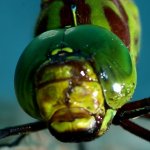 coryphaeschna_ingens_head_20120911