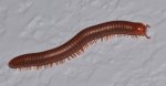 millipede_20121022