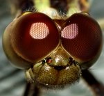 libellula_sp_20121108_0