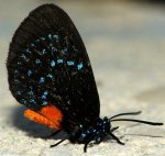eumaeus_atala_20121122