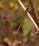 lestes_vidua_diag_20121126