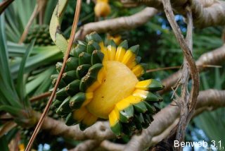 screwpineapplehalfway.jpg