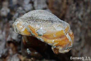 oakfungus.jpg
