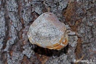 oakfungustop.jpg