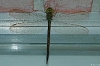 Anisoptera (dragonflies)