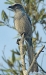 jays, corvids, mockingbirds, thrashers