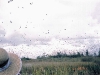 tree_swallows_20011123_1