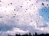 tree_swallows_20011123_2