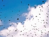 tree_swallows_20011123_3