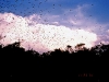 tree_swallows_20011123_4