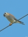 amke_wire.jpg
