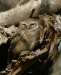 athene_brama2