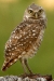 athene_cunicularia