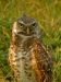 athene_cunicularia2