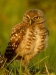athene_cunicularia3