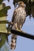 juvenile_accipiter-2