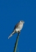 kestrel_20101124