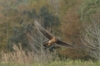 noha_20111125