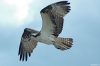 osprey_dramatic.jpg