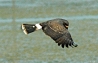 snailkite_downstroke.jpg