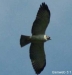 stha1_102307.JPG