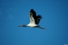wadingbirds