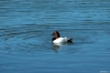 canvasback_martinez.jpg