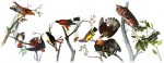 audubon11-googlelogo