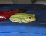 Cuban Tree Frog in the garden shed