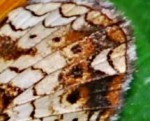 Pearl crescent's underwing, showing the diagnostic "crescent."