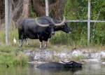 Asiatic Water Buffalo. Lion Country Safari, Loxahatchee, FL, October 24, 2011.