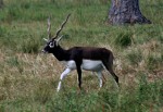 Blackbuck. Where did its name come from, do you think? Lion Country Safari, Loxahatchee, FL, October 24, 2011.