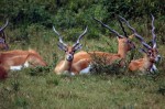 Young and/or female blackbucks. Only adult males (bucks) are black. Lion Country Safari, Loxahatchee, FL, October 24, 2011.