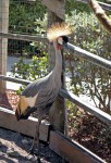 Crowned Crane. Where did it get its name, I wonder? Lion Country Safari, Loxahatchee, FL, October 24, 2011.