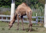 Dromedary, or Arabian Camel. Lion Country Safari, Loxahatchee, FL, October 24, 2011.