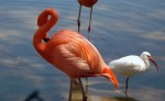 Flamingo and White Ibis. Lion Country Safari, Loxahatchee, FL, October 24, 2011.