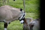 Gemsbok. Lion Country Safari, Loxahatchee, FL, October 24, 2011.