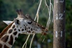 Giraffe. Lion Country Safari, Loxahatchee, FL, October 24, 2011.