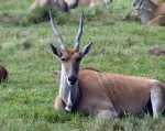 Kudu. Lion Country Safari, Loxahatchee, FL, October 24, 2011.