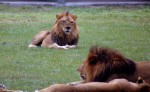 Lounging lions. Lion Country Safari, Loxahatchee, FL, October 24, 2011.