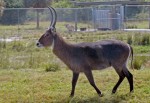 Waterbuck. Lion Country Safari, Loxahatchee, FL, October 24, 2011.