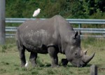 White Rhinoceros with attendant Cattle Egrets. Lion Country Safari, Loxahatchee, FL, October 24, 2011.