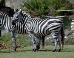 Zebra. Lion Country Safari, Loxahatchee, FL, October 24, 2011.