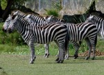 Zebras. Lion Country Safari, Loxahatchee, FL, October 24, 2011.