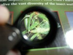 Belomo hand lens in action