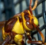 Polistes_sp_ocelli_20121029