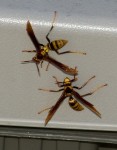 Polistes_major_dance_20121108 1