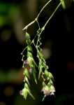 Thalia geniculata, Alligator Flag. Fern Forest, September 15, 2008