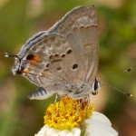 Strymon istapa (Mallow Scrub-Hairstreak), Boca Raton, FL, March 28, 2013.