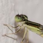 The eye and thorax are in excellent focus.